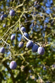 France, Moselle, Rodemack, labelled Les Plus Beaux Villages de France (The Most Beautiful Villages of France), quetsche (damson)