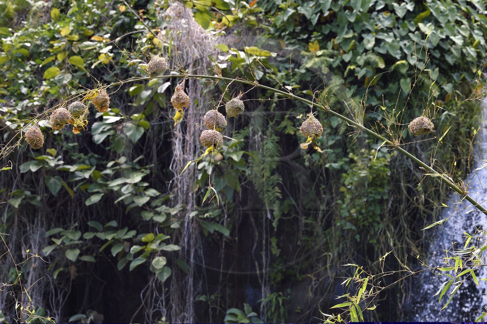 France, Ile de la Reunion, Parc national de La Réunion, classé Patrimoine Mondial de l'UNESCO, Sainte-Rose, anse des Cascades, nids de tisserin gendarme (Ploceus cucullatus) aussi appelé Oiseau Bellier ou Zwazo Belye