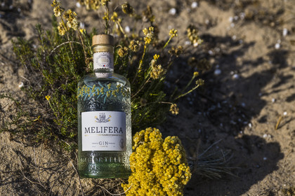 France, Charente Maritime, Oleron island, Saint Georges d'Oléron, bottle of Melifera Gin with eternal flowers (helichrysum stoechas) in the dunes of the Chaucre beach