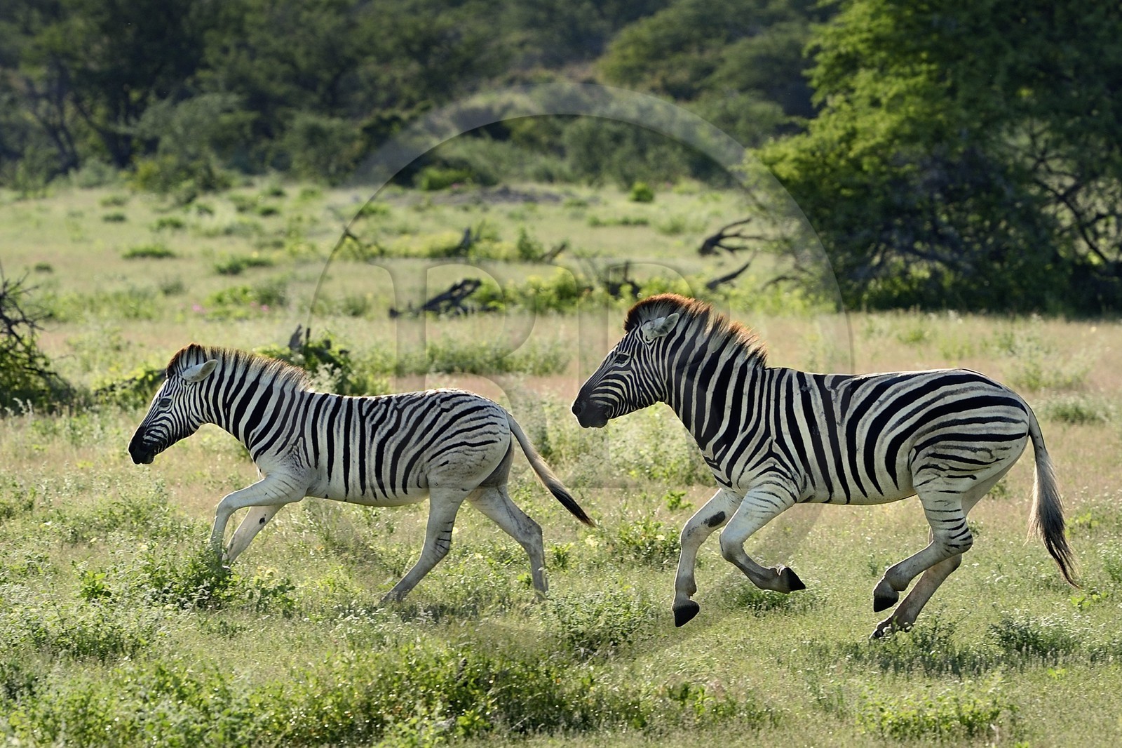 Namibie, région de Oshikoto, Parc National d'Etosha, zèbres de Burchell (Equus burchellii) au galop