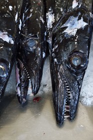 Portugal, Ile de Madère, Funchal, le marché couvert Mercado dos Lavradores, poisson appelé sabre noir (Aphanopus carbo)