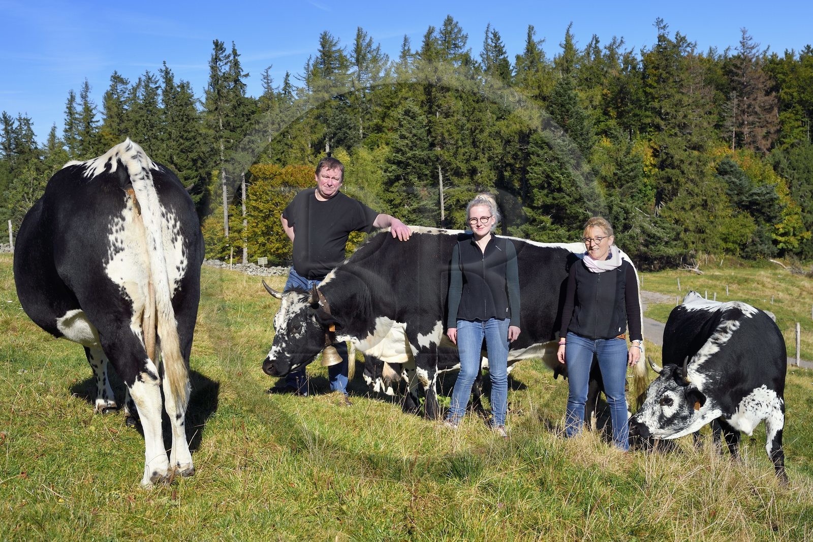 France, Haut Rhin, Wasserbourg, Ferme-auberge (farm-inn) Buchwald, the marcaire Michel Wehrey, his wife Mireille and his daughter Julie with their Vosgienne race cows