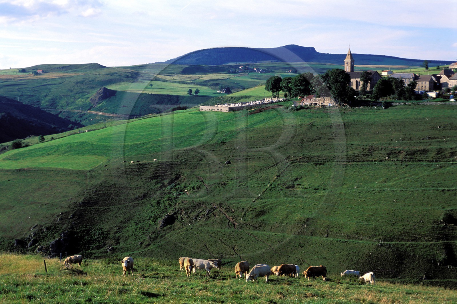 France, Ardèche (07), troupeau de vaches devant le village du Béage