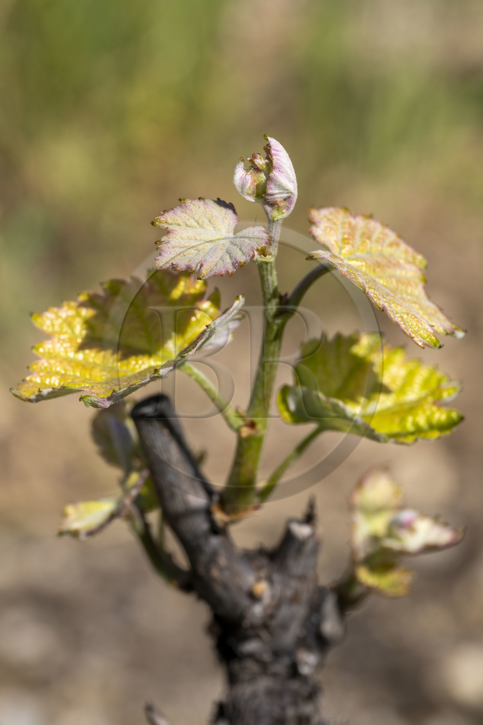 France, Vaucluse, Dentelles de Montmirail mountains, Gigondas, young vine leaf in the heart of the AOC Côtes-du-Rhône vineyard