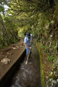 Portugal, Madeira Island, hike in the forest of Rabaçal by the levada do Alecrim, one of the countless irrigation canals that guide the water from the highlands to the cultivated terraces in the south, the levadero Wilson Andrade curing the levada