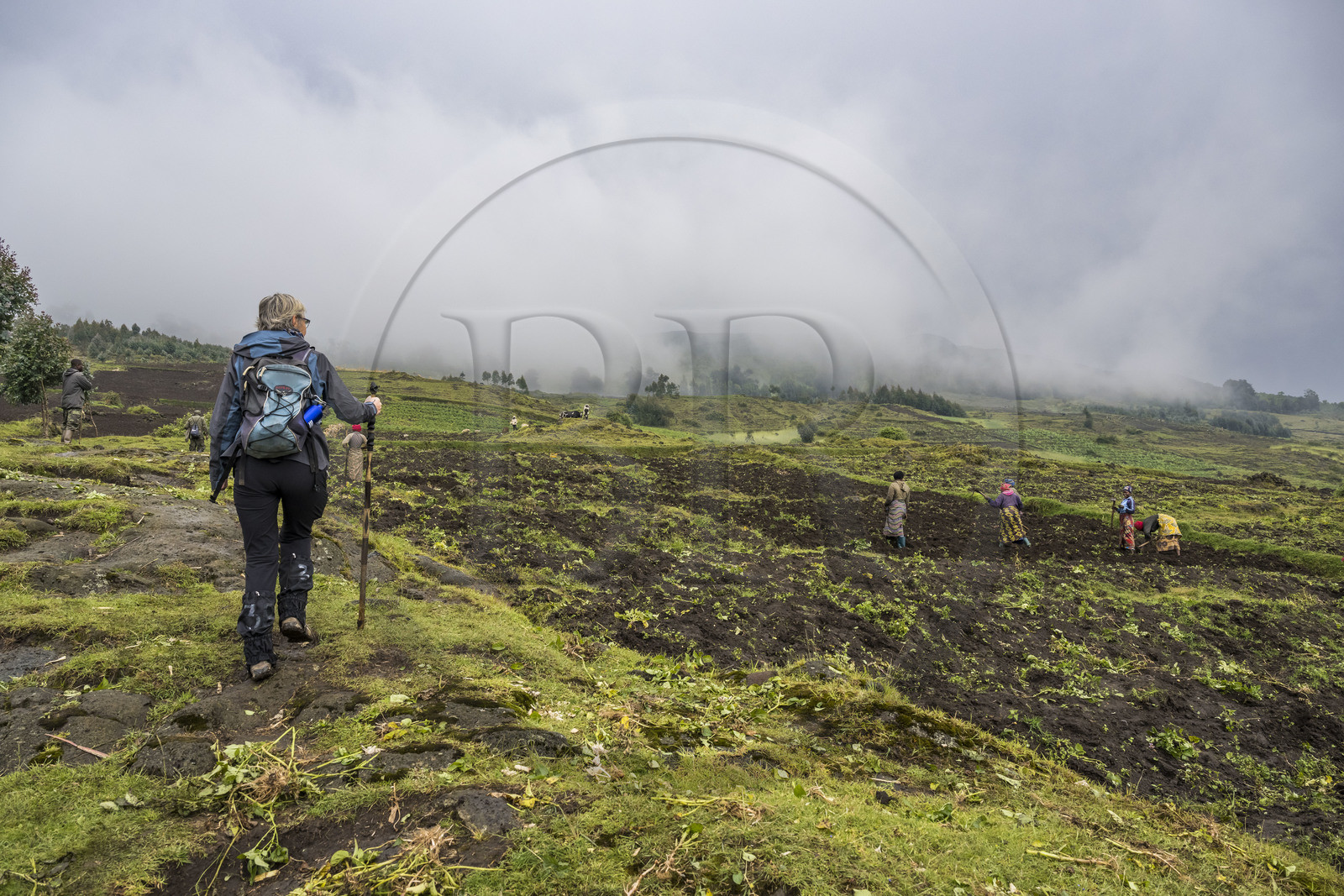 Rwanda, Province du Nord, District de Musanze (Ruhengeri), garde et pisteur du Parc accompagnant une randonneuse sur les pentes volcaniques du mont Karisimbi dans les montagnes des Virunga en bordure du Parc national des Volcans où vivent les gorilles, les derniers champs cultivés avant la forêt