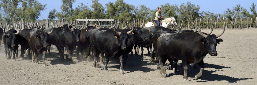 France, Bouches-du-Rhône (13), Parc naturel régional de Camargue, manade Jacques Mailhan, taureau camarguais appellé Raço di Biou, les gardians trient les taureaux