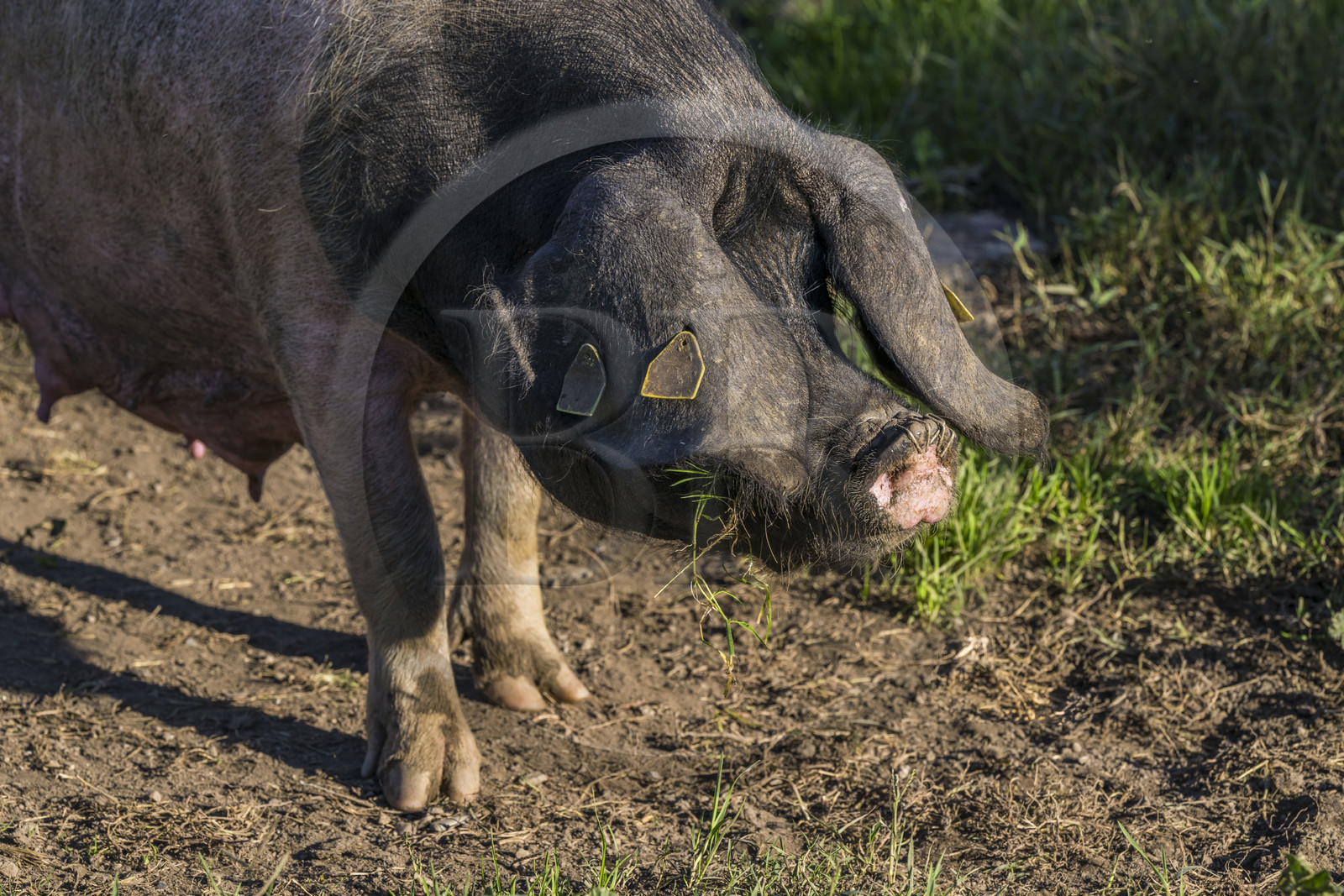 France, Pyrénées-Atlantiques (64), Pays-Basque, vallée des Aldudes, élevage en plein air Pierre Oteiza de porcs basques de race pie noir pour la production du jambon Kintoa AOC, cochette (jeune truie)