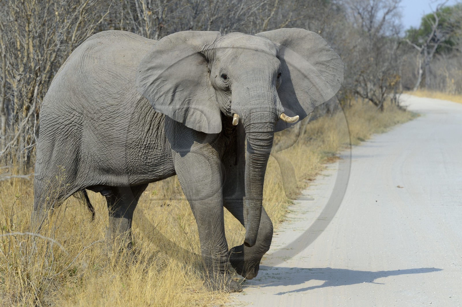 Zimbabwe, Matabeleland North Province, Hwange National Park, wild african elephant (Loxodonta africana)