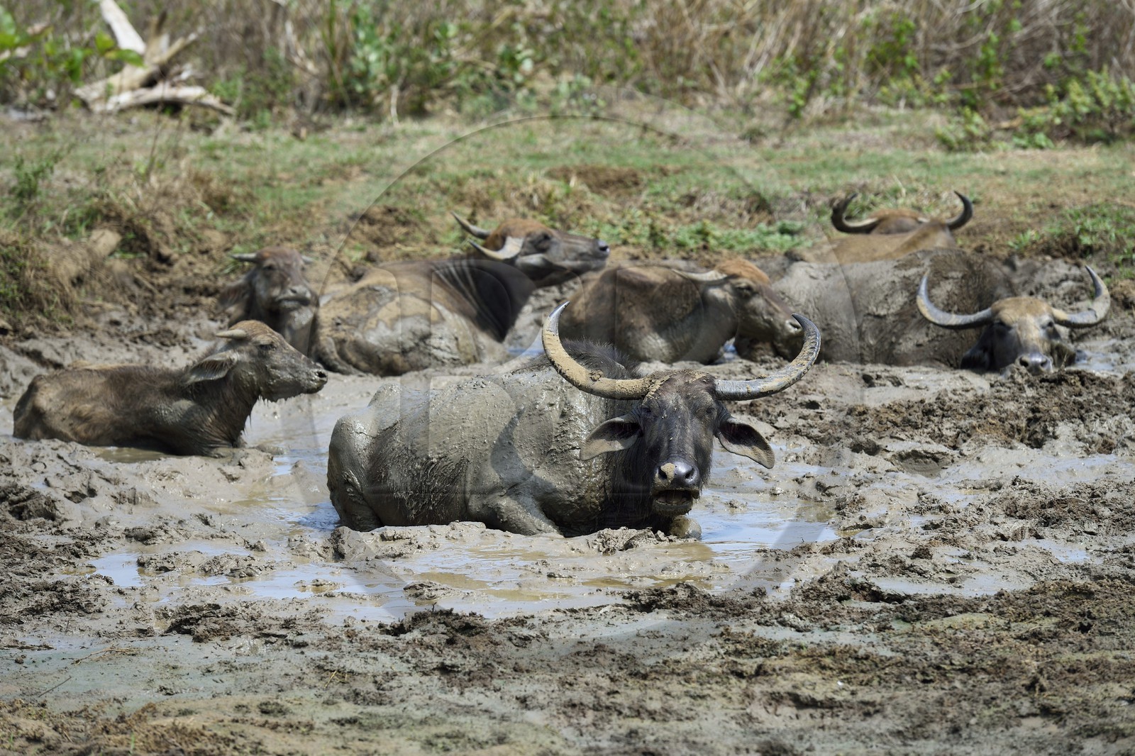 Sri Lanka, province d'Uva, Parc national d'Uda Walawe (Udawalawe National Park), buffles d'Asie ou buffles des marais (Bubalus bubalis)