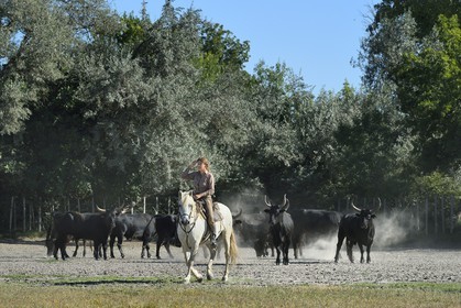 France, Bouches-du-Rhône (13), Parc naturel régional de Camargue, Mas du Menage, manade Saint Antoine (Cauzel), la manadière Florence Clauzel, éleveuse de chevaux et taureaux de Camargue