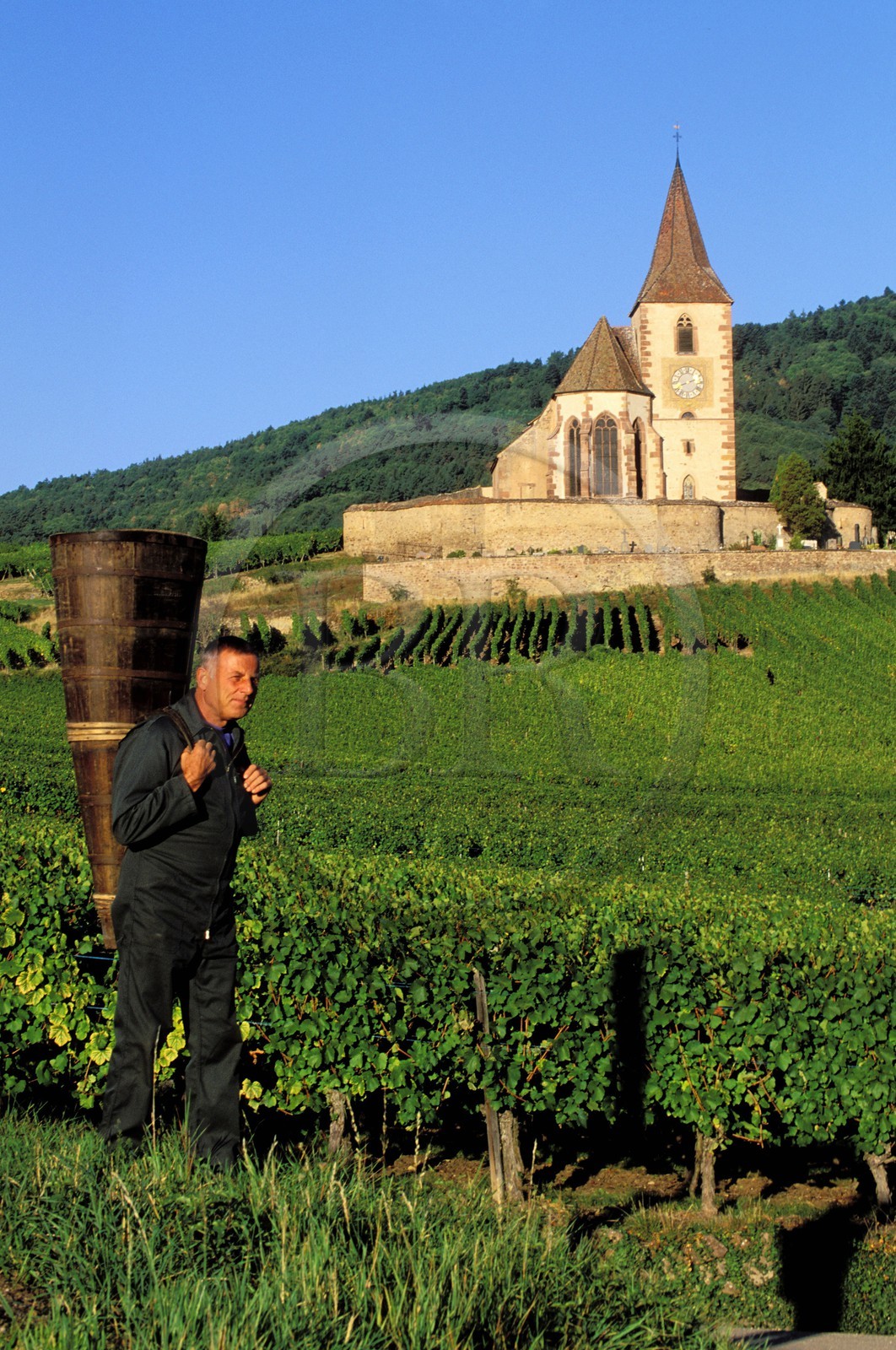 France, Haut-Rhin (68), Route des vins d' Alsace, Hunawihr, labellisé Les Plus Beaux Villages de France, le vendangeur Christophe Kurtz avec une hotte en bois