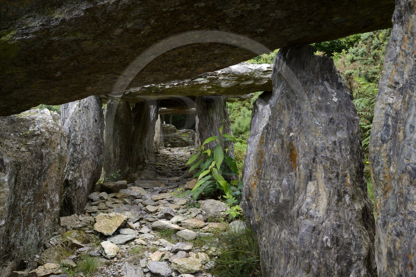 France, Ille-et-Vilaine (35), Saint-Just, monuments mégalithiques de la Lande de Cojoux, dolmen, sépulture à entrée latérale de Tréal