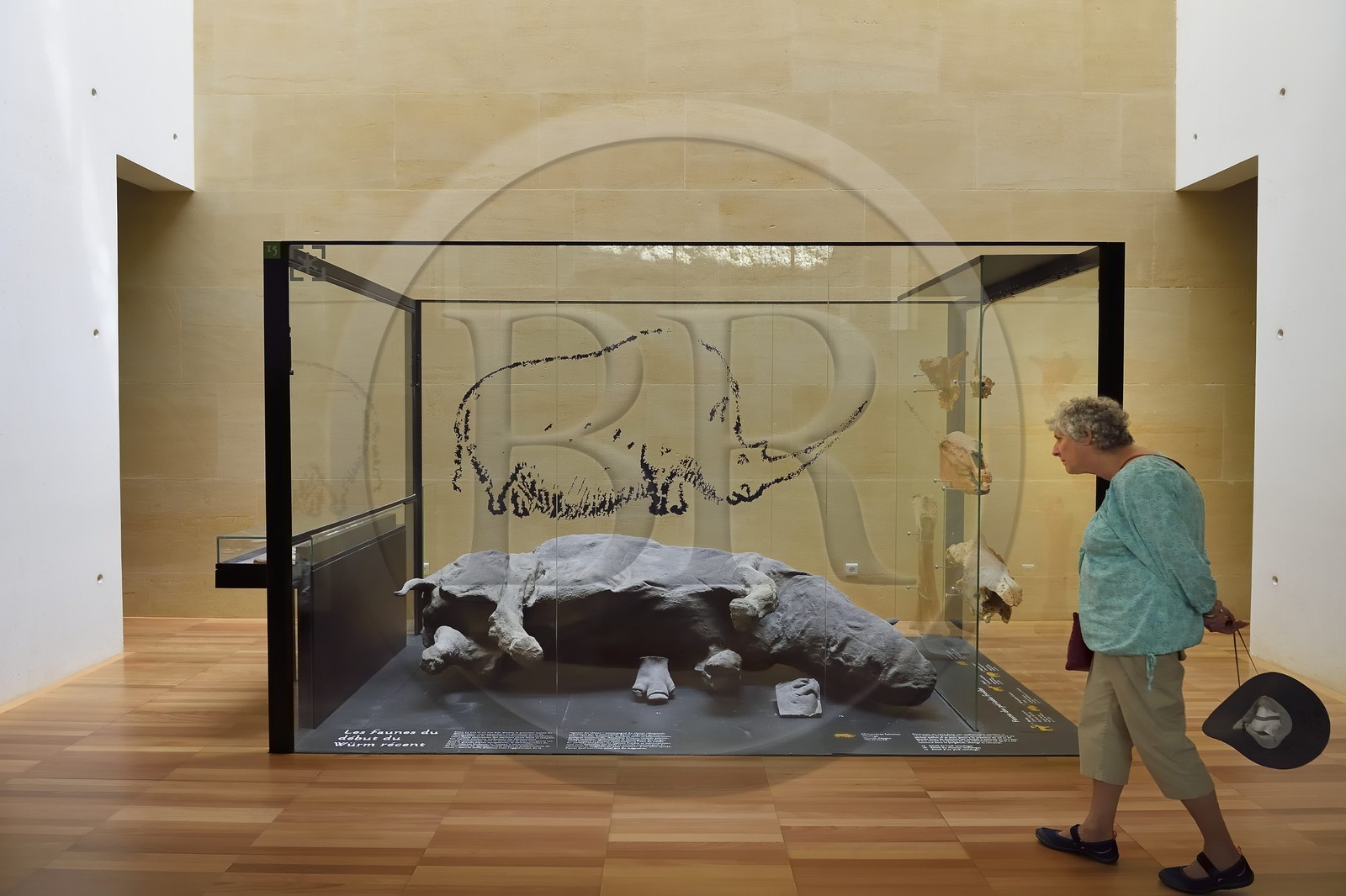 France, Dordogne (24), Périgord Noir, vallée de la Vézère, Les Eyzies-de-Tayac-Sireuil, site classé Patrimoine Mondial de l'UNESCO, Musée National de la Préhistoire, moulage d'un Rhinoceros laineux (Coelodonta antiquitatis) daté d'environ 30000 ans tel qu,il a été retrouvé dans le pergélisol