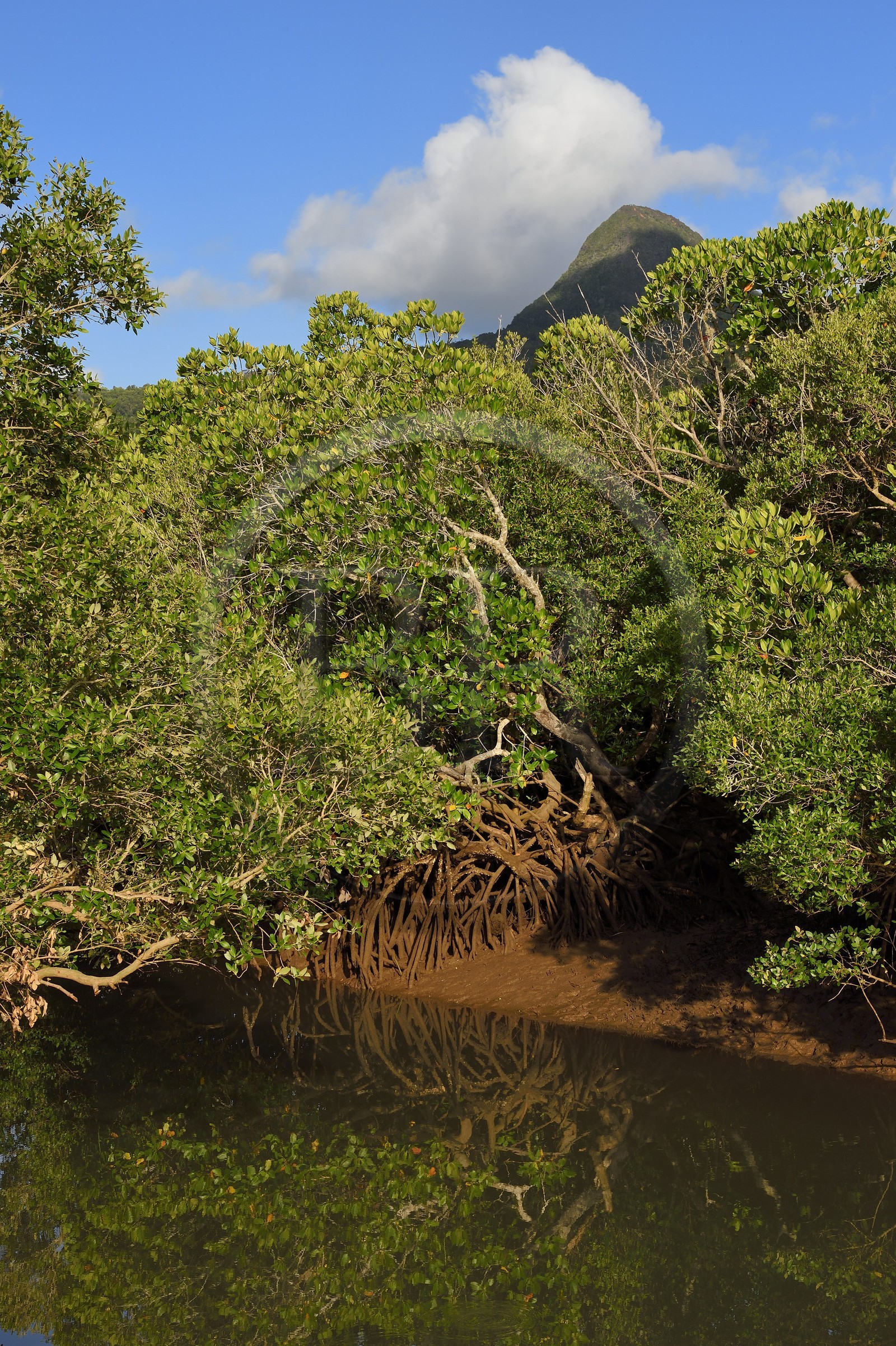 France, Ile de Mayotte, Grande-Terre, Kani-Keli,  la mangrove de Kani-Bé réputée pour sa forêt de palétuviers, le Mont Choungui en arrière plan