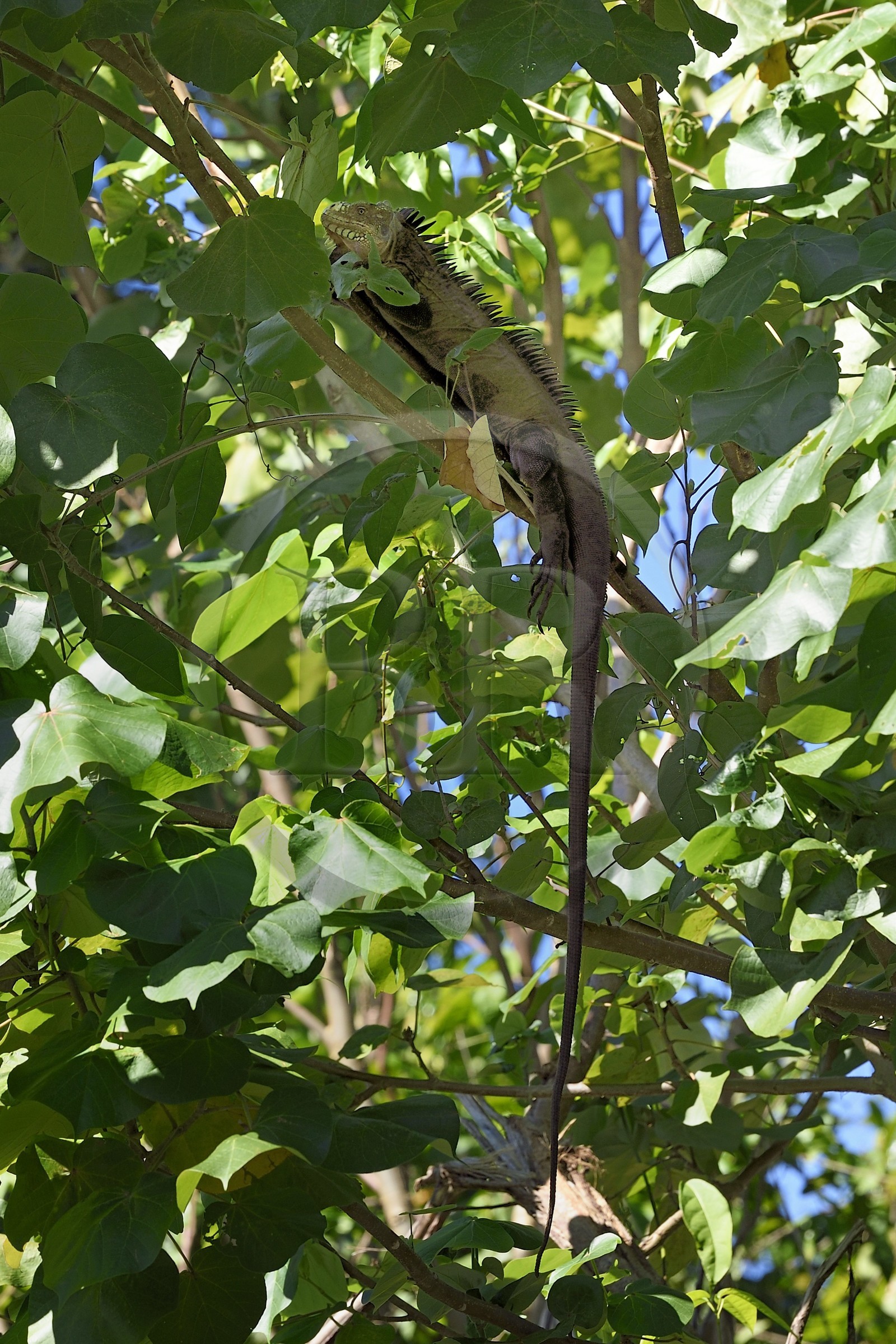 Caraïbes, Ile de la Dominique, Portsmouth, les rives de l'Indian River, iguane des Petites Antilles (Iguana delicatissima) dans un arbre