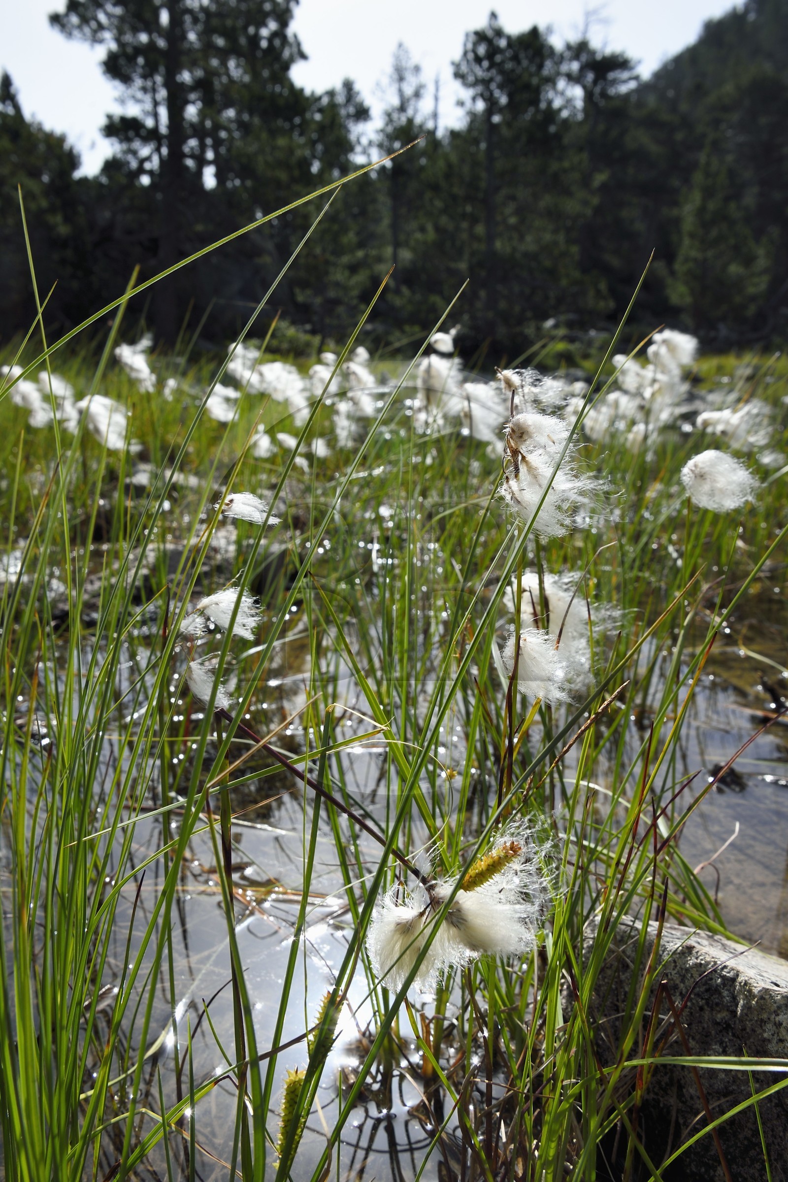 France, Hautes-Pyrénées (65), Saint-Lary-Soulan, Réserve naturelle nationale du Néouvielle, randonnée des lacs du Neouvielle, les Laquettes, linaigrette jonc ou herbe à coton