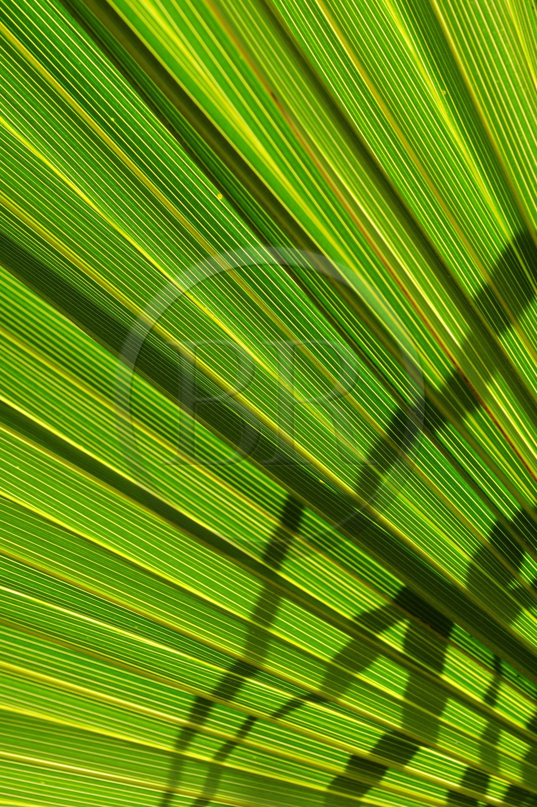 France, Ile de la Reunion, Petite Ile, jardin tropical, palme de palmier