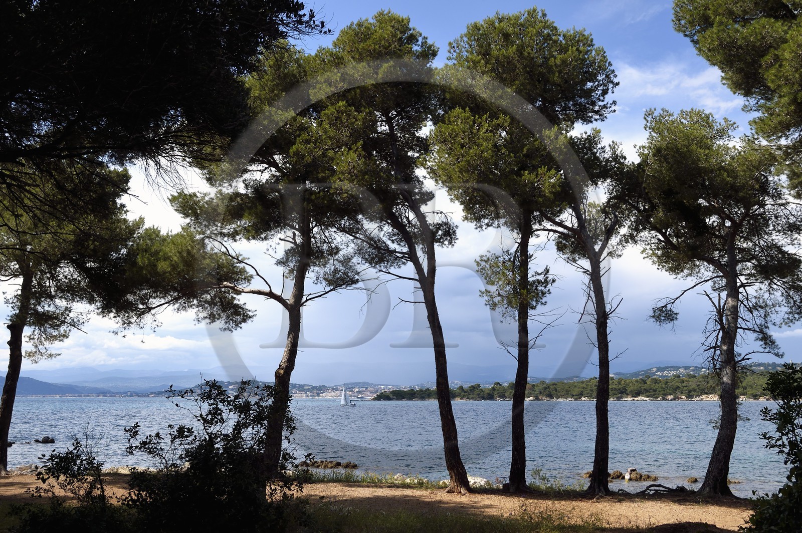 France, Alpes-Maritimes, Lerins Islands, Saint-Honorat island, on the other side the Sainte-Marguerite Island and Cannes