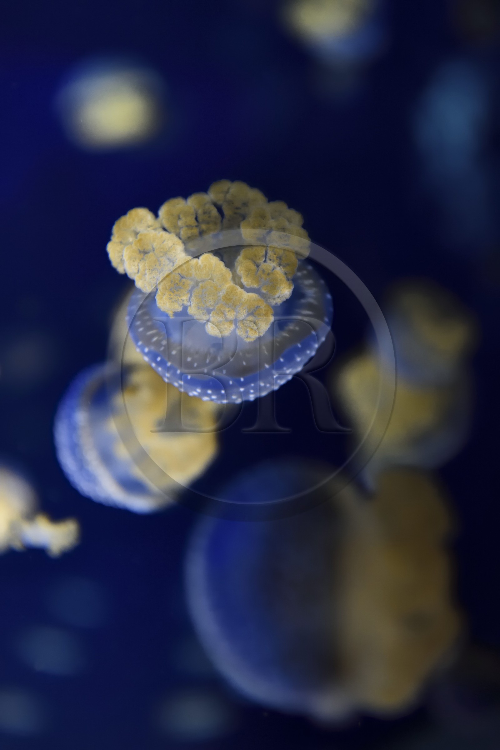 France, Charente-Maritime (17), La Rochelle, Aquarium La Rochelle, Mention obligatoire, méduse constellée (Phyllorhiza punctata)