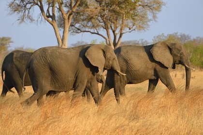 Zimbabwe, province de Matabeleland septentrional, parc national Hwange, éléphants sauvages d'Afrique (Loxodonta africana) dans la savane
