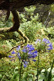 Portugal, Ile de Madère, forêt de Rabaçal, Agapanthe bleue
