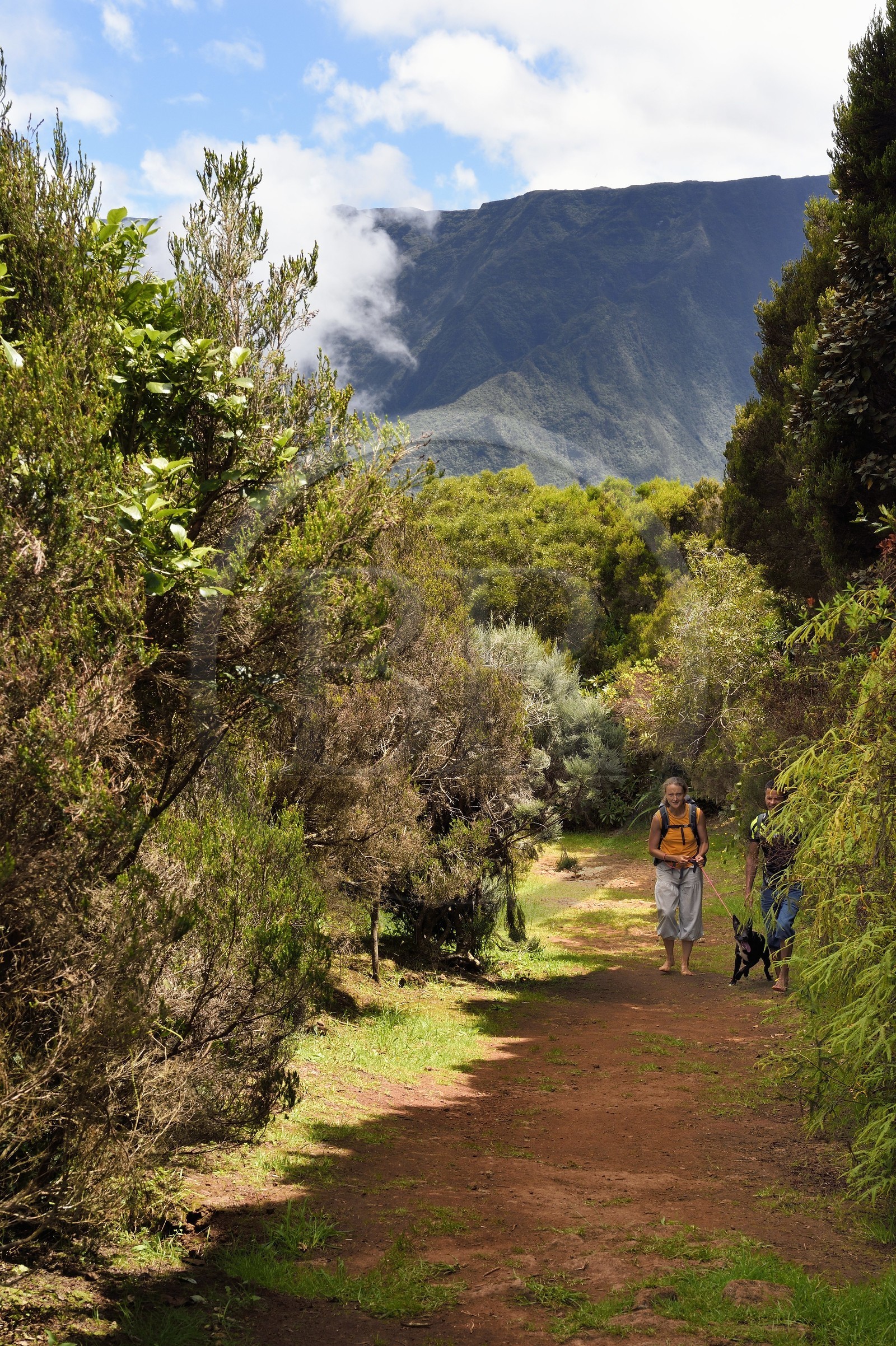 France, Ile de la Reunion, Le Tampon, Foret des Hauts de Mont-Vert au dessus de la Rivière des Remparts, randonnée avec chien