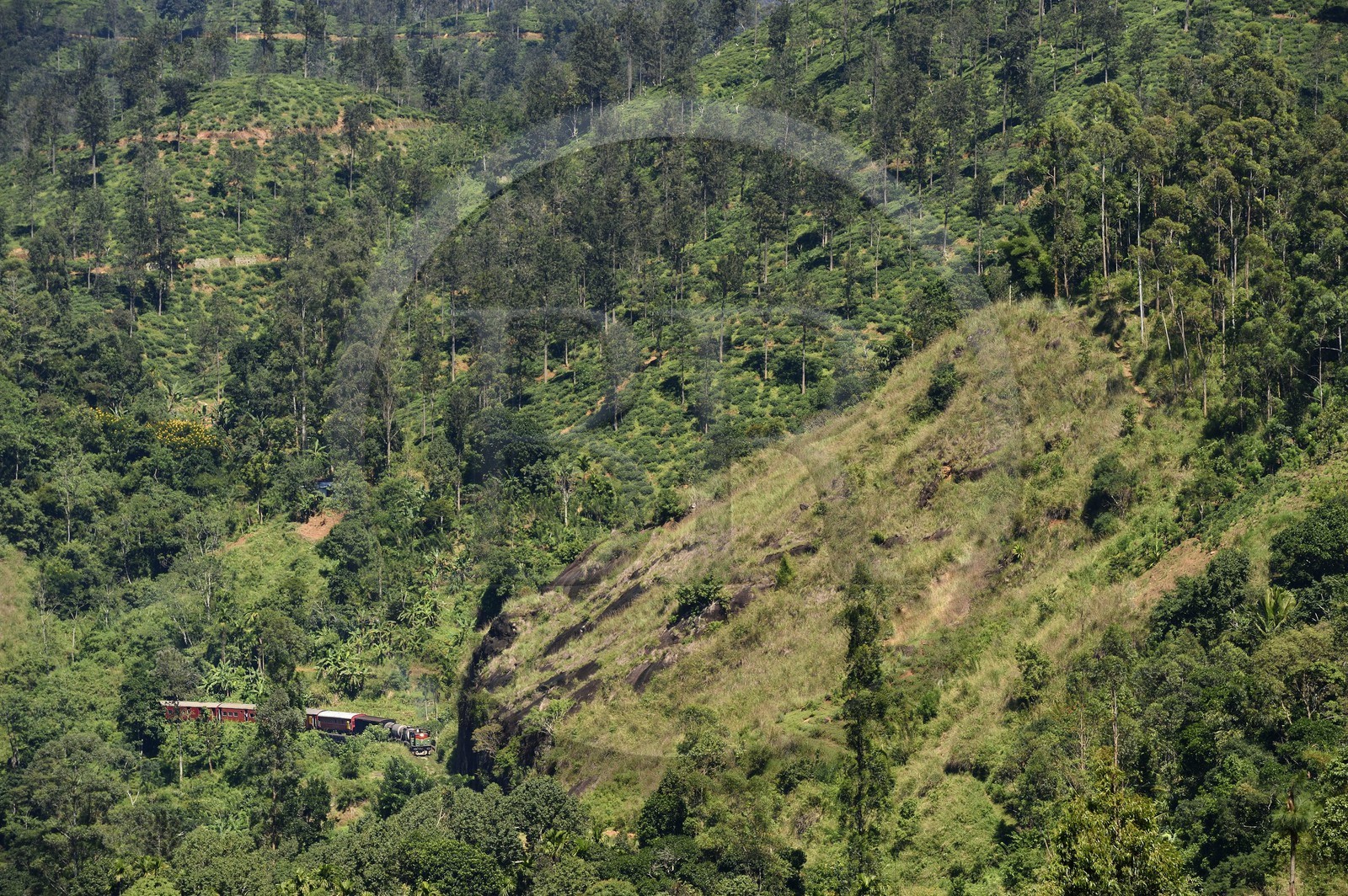 Sri Lanka, Uva Province, train on the railway track that goes through the tea growing hill country next to Ella (Badulla district)