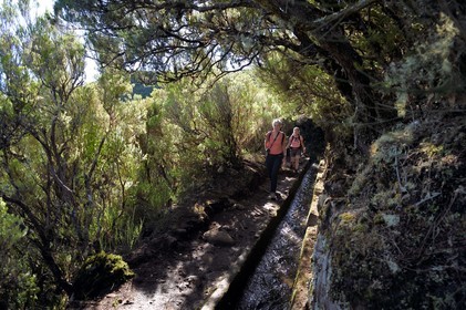 Portugal, Madeira Island, hike in the forest of Rabaçal by the levada do Alecrim, one of the countless irrigation canals that guide the water from the highlands to the cultivated terraces in the south