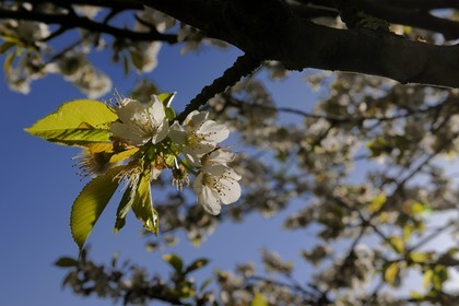 France, Val-de-Marne (94), les bords de Marne, Bry-sur-Marne, cerisier en fleur