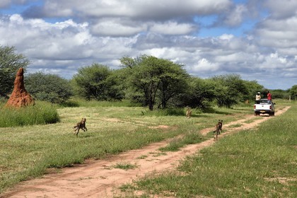 Namibia, Otjiwarongo, Cheetah Conservation Fund, research and education centre, cheetahs (Acinonyx jubatus), feeding from a moving pick-up, the purpose of the exercise is to keep them in shape
