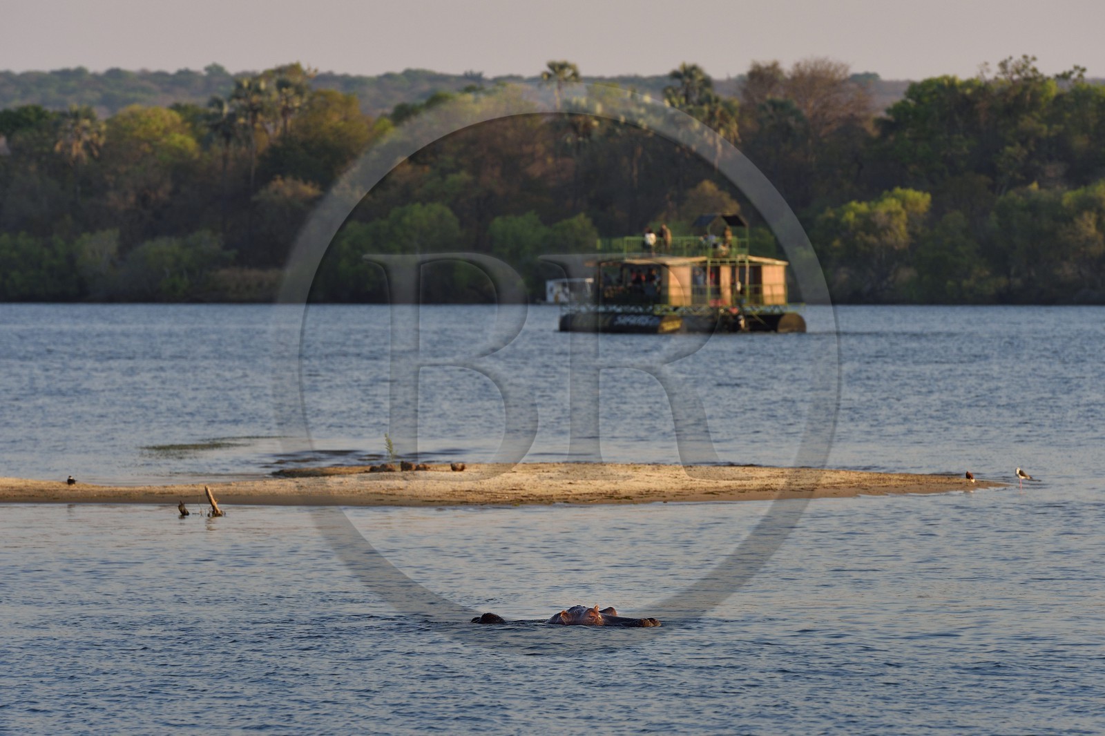 Zimbabwe, province de Matabeleland septentrional, Victoria Falls, le fleuve Zambèze en amont des chutes Victoria, hippopotame (Hippopotamus amphibius)