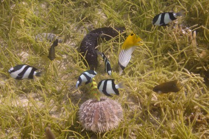 France, île de la Réunion, le récif corallien du lagon de la plage de Saint-Gilles et de l'Ermitage (vue sous-marine)