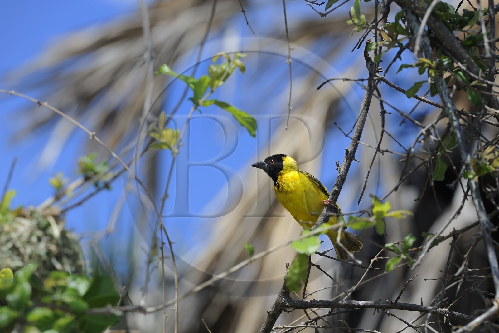 Tanzania, Selous Game Reserve is one of the largest fauna reserves of the world and designated a UNESCO World Heritage Site in 1982, Black-headed Weaver (Ploceus melanocephalus), also known as the Yellow-backed Weaver