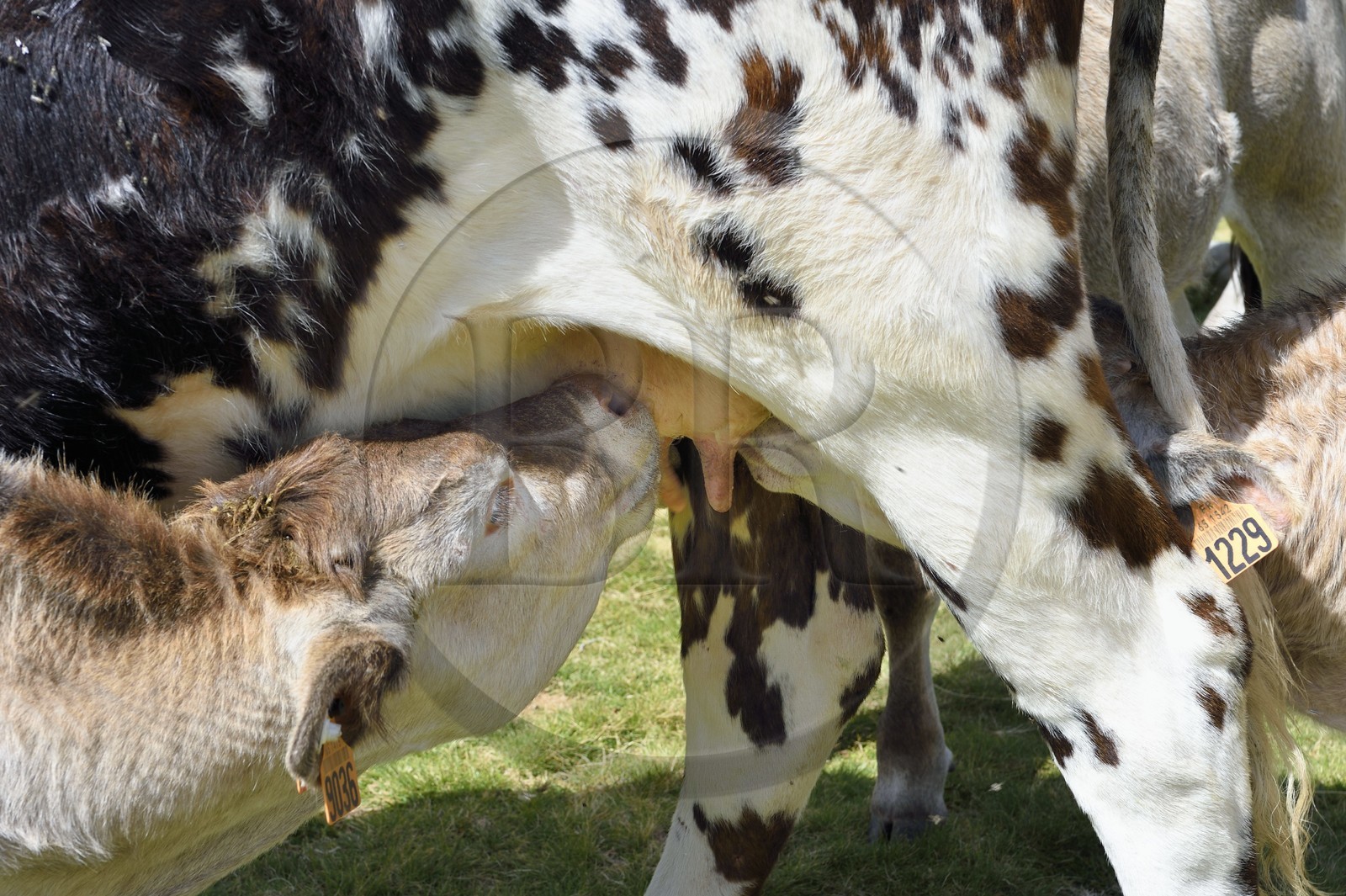 France, Hautes-Pyrénées (65), Saint-Lary-Soulan et Vielle-Aure, Réserve naturelle nationale du Néouvielle, randonnée des lacs du Neouvielle, vaches en estives au lac d'Aubert, veaux allaitant une vache