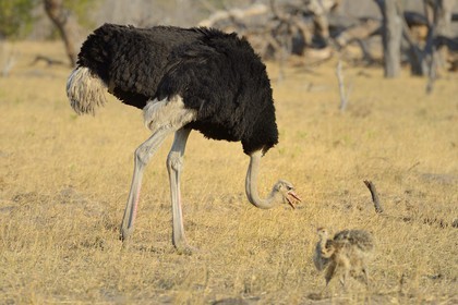 Zimbabwe, province de Matabeleland septentrional, parc national Hwange, autruche d’Afrique (Struthio camelus) male