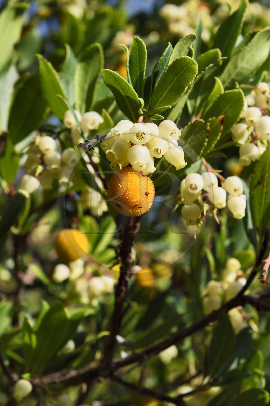 France, Var (83), Massif des Maures, Collobrières, clochettes blanches et fruits des arbousiers