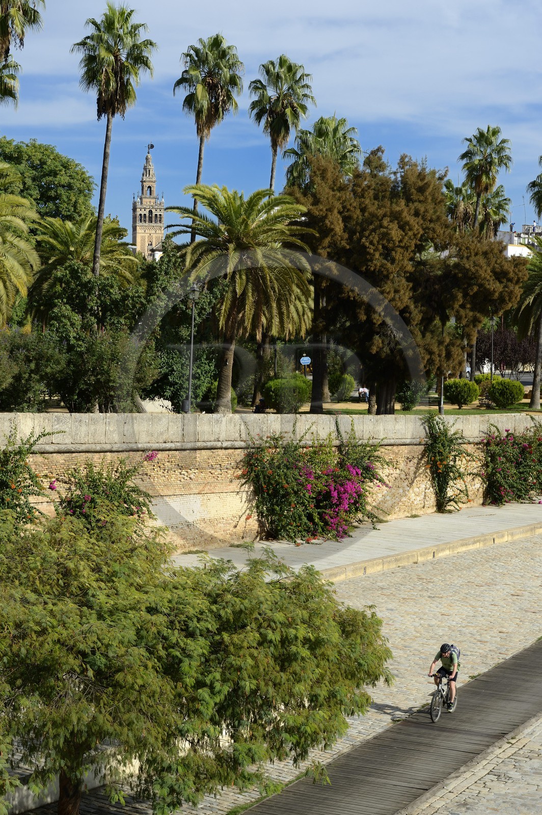 Spain, Andalusia, Seville, Guadalquivir river Banks, the Paseo de Cristobal Colon (Christopher Columbus) and the Giralda in the background