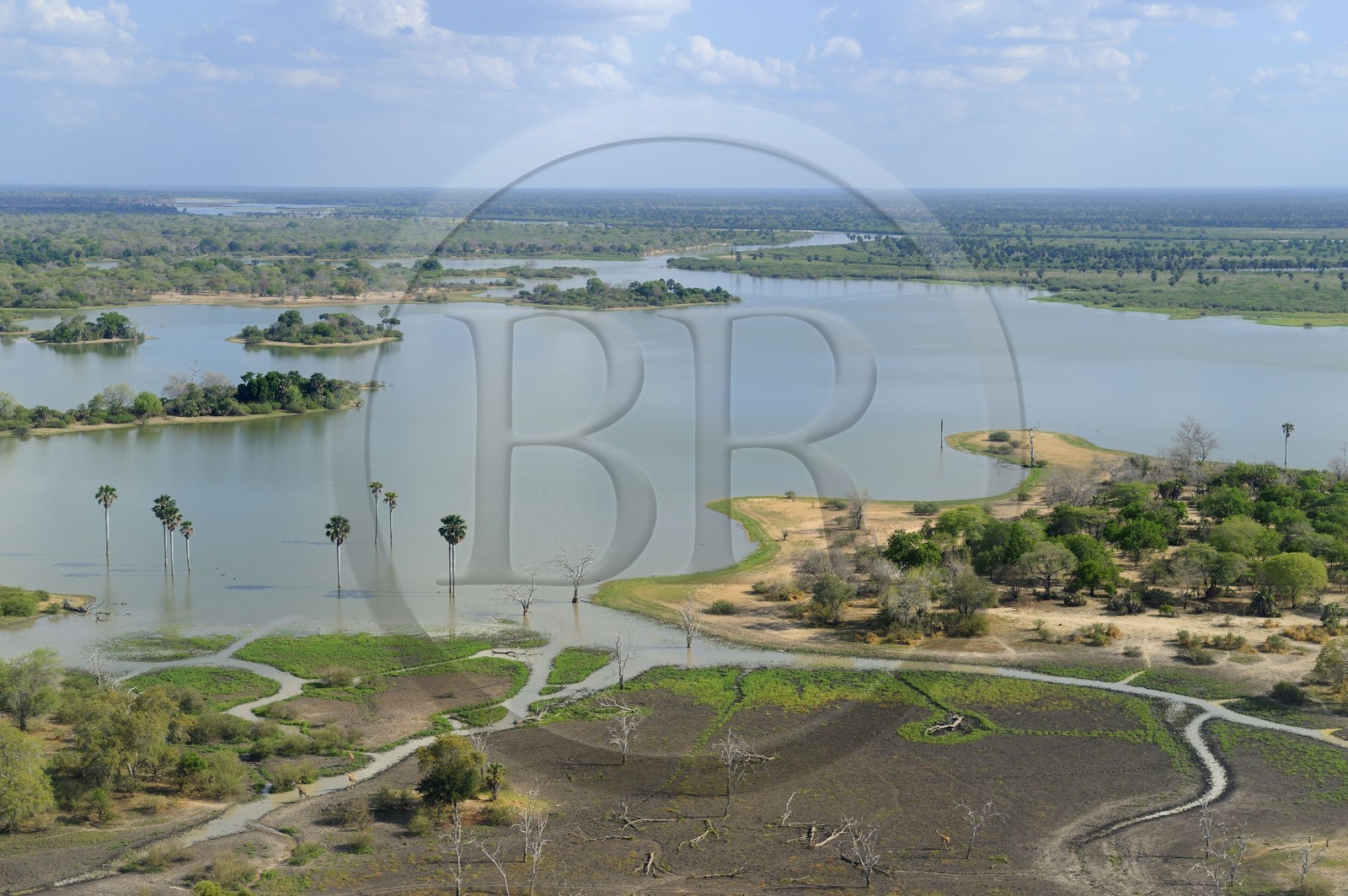 Tanzanie, Reserve de gibier de Selous une des plus grandes zones protégées au monde et inscrite sur la liste du patrimoine mondial de l’Unesco depuis 1982, girafe (Giraffa camelopardalis) en bordure d'un lac formé par la rivière Rufiji (vue aérienne)