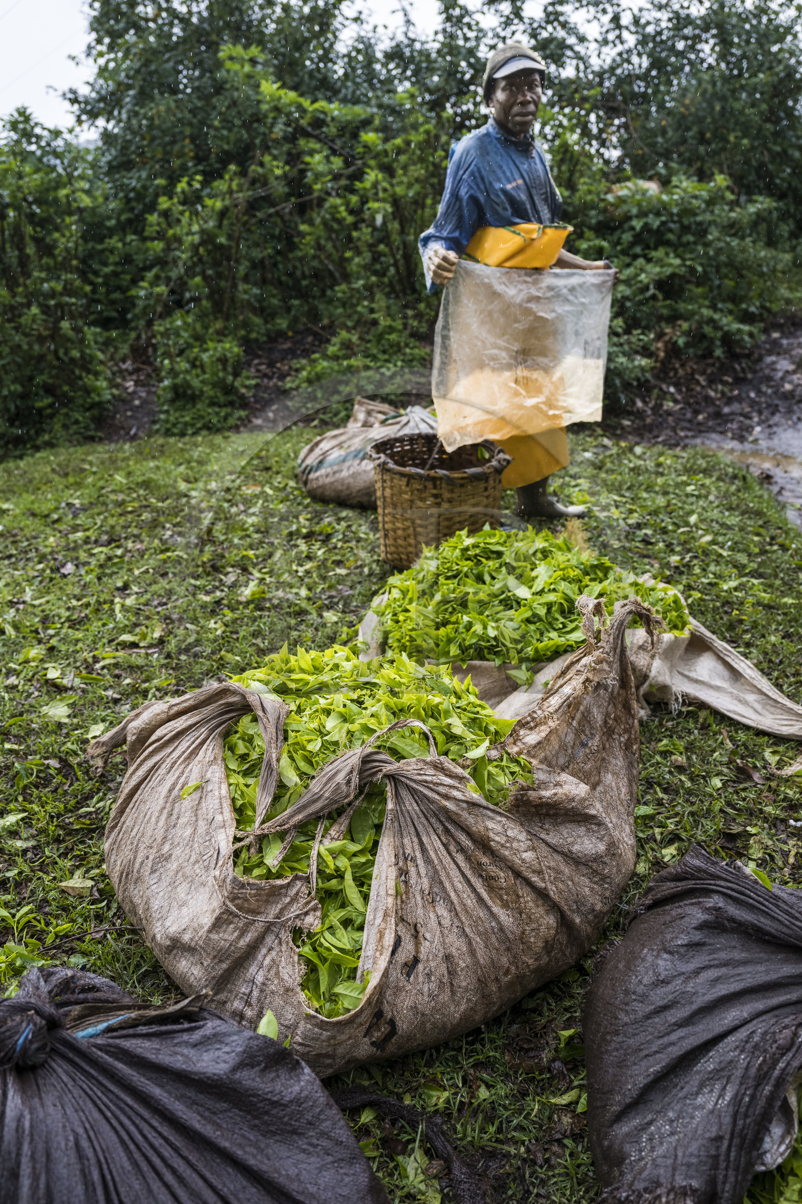 Rwanda, Province de l’Ouest, Gisuma, plantation de thé, feuilles de thé fraichement cueillies