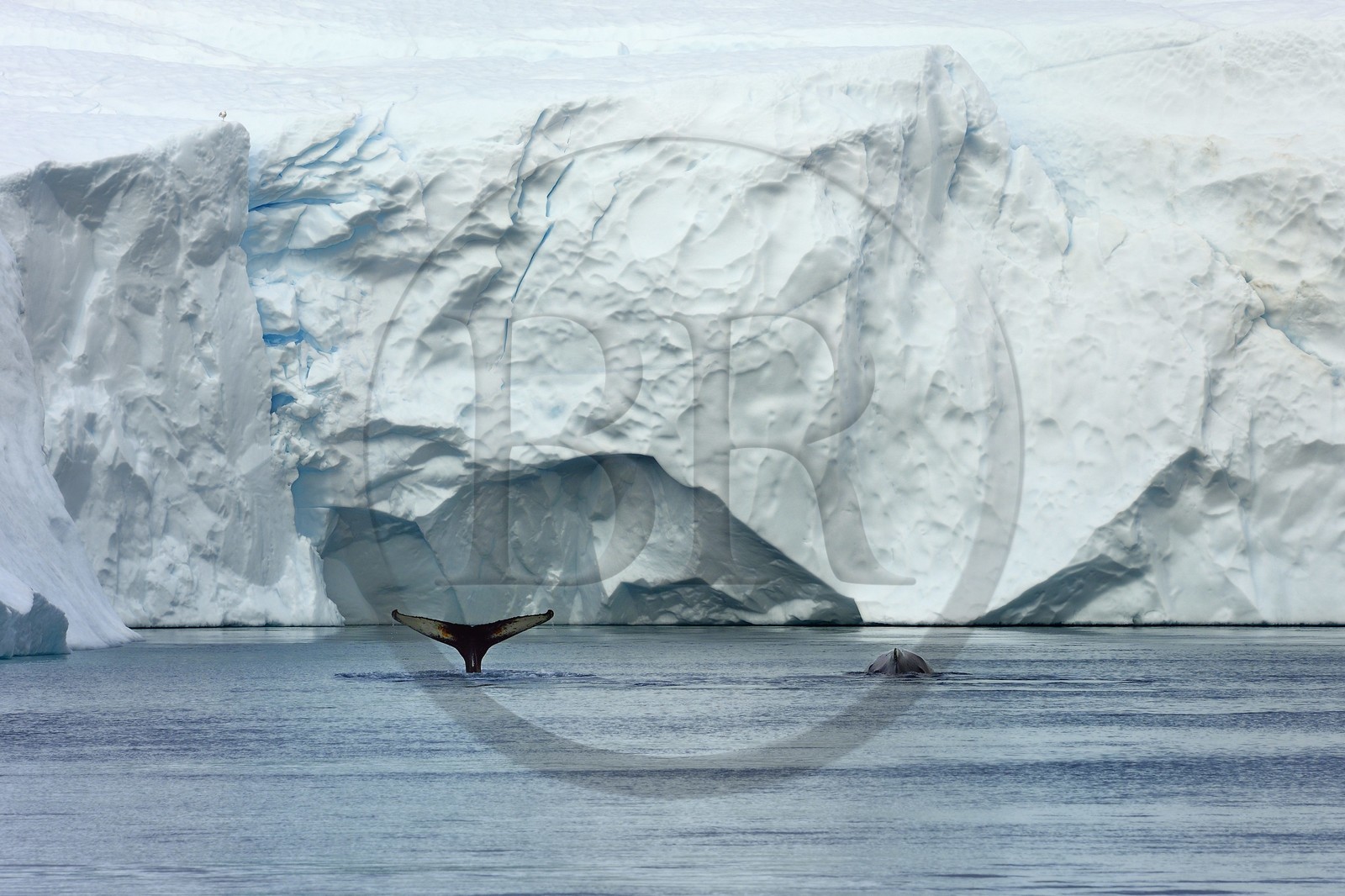 Groenland, cote ouest, baie de Disko, Ilulissat, fjord glacé classé Patrimoine Mondial de l'UNESCO qui est l’embouchure maritime du glacier Sermeq Kujalleq, queue d'une baleine à bosse ou rorqual à bosse (Megaptera novaeangliae) en plongée devant un iceberg
