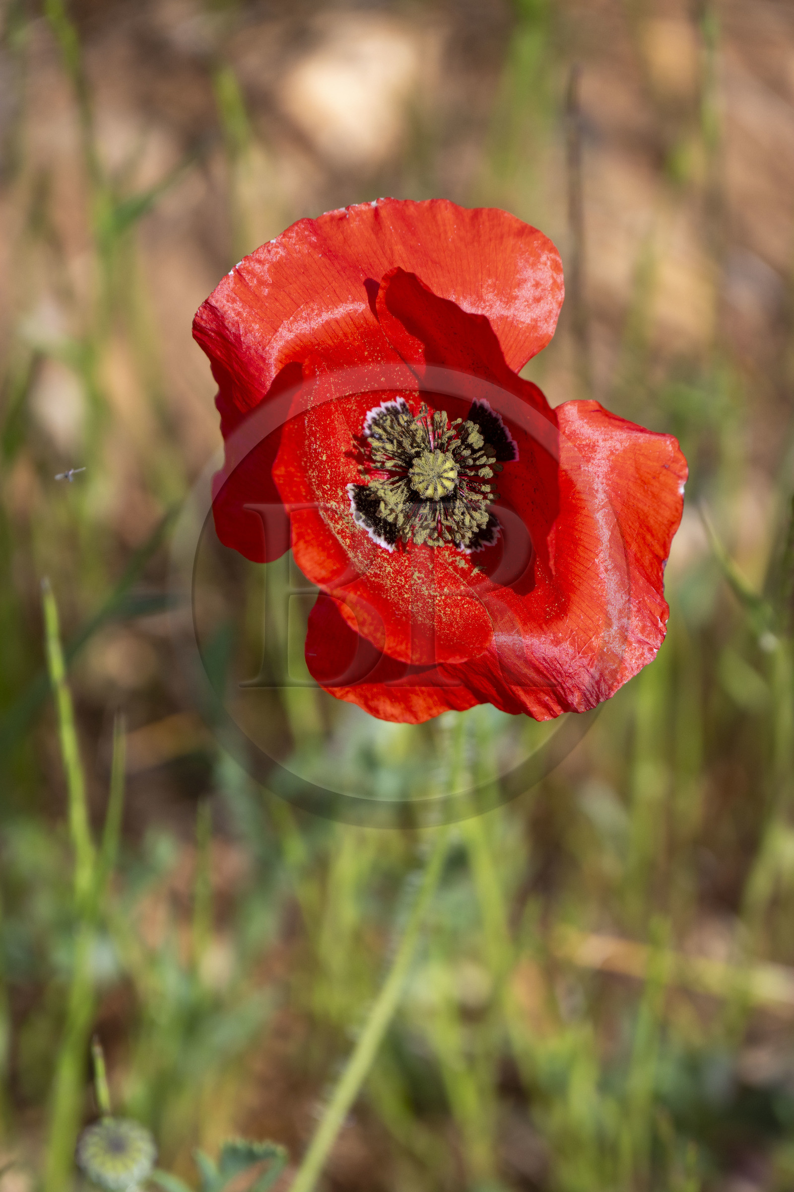 France, Alpes-de-Haute-Provence (04), Parc Naturel Régional du Verdon, Quinson, coquelicot dans un champ