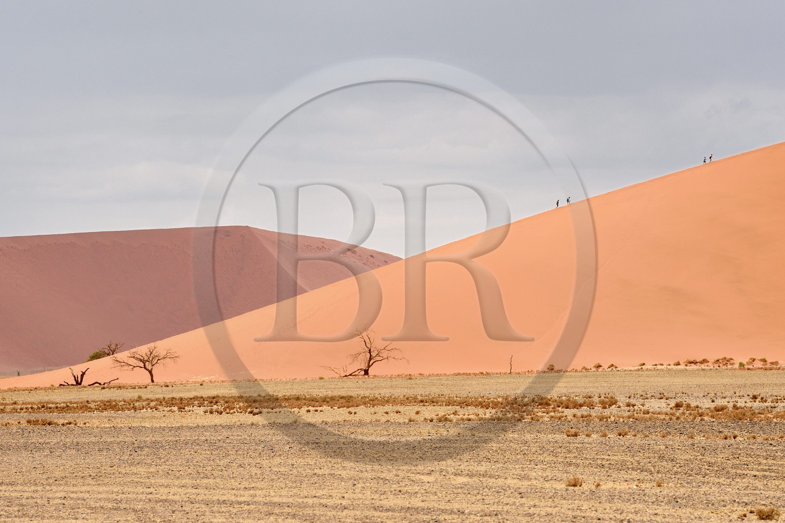 Namibie, région d'Hardap, désert du Namib, parc national du Namib-Naukluft, Erg du Namib classé Patrimoine Mondial de l'UNESCO, dunes de Sossusvlei, randonneurs sur la dune 45