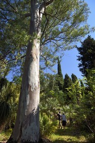 France, Var (83), Rayol-Canadel-sur-Mer, Domaine du Rayol, propriété du conservatoire du littoral mention obligatoire, le jardin des Méditerranées conçu par le paysagiste Gilles Clément, Jardin d'Amérique subtropicale, eucalyptus