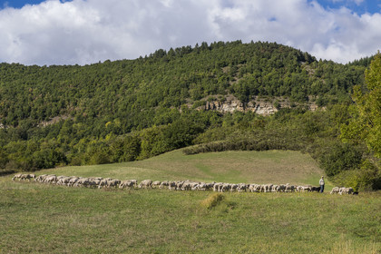 France, Aveyron (12), Causses et les Cévennes, paysage culturel de l'agro-pastoralisme méditerranéen, classés Patrimoine Mondial de l'UNESCO, Sainte-Eulalie-de-Cernon sur la route de Saint-Jacques-de-Compostelle, troupeau de mouton guidé par son berger Eric Broussou