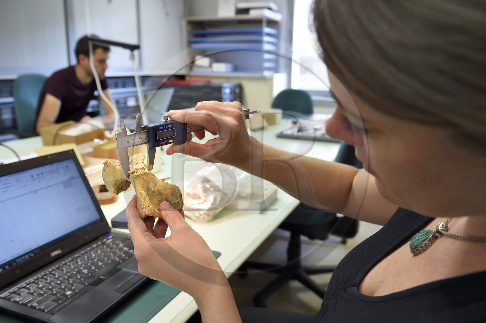 France, Dordogne (24), Périgord Noir, vallée de la Vézère, Les Eyzies-de-Tayac-Sireuil, site classé Patrimoine Mondial de l'UNESCO, Musée National de la Préhistoire, étude d'ossements dans le laboratoire, os de jeune mégacéros datant du paléolithique supérieur