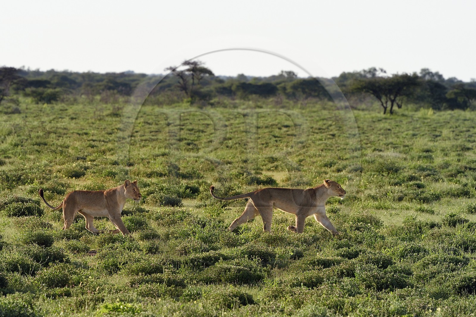 Namibie, région de Oshikoto, Parc National d'Etosha, deux lionnes (Panthera leo) en chasse