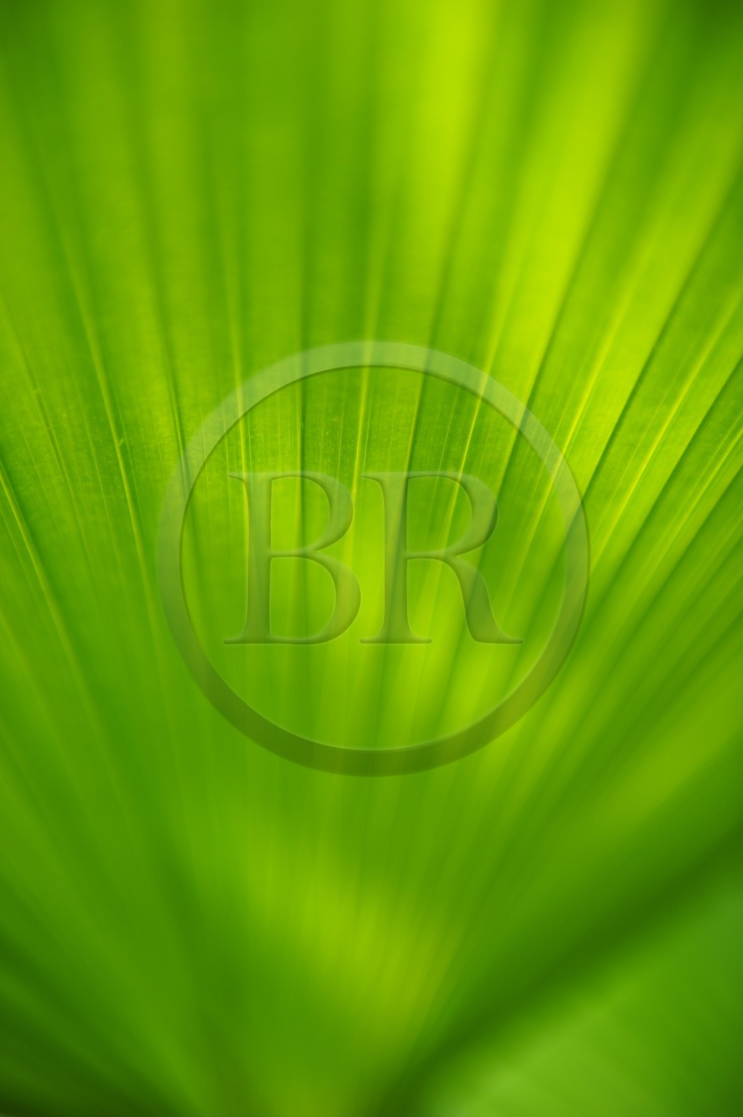 France, Ile de la Reunion, Petite Ile, jardin tropical, palmier Licuala Grandis