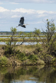 France, Herault, Carnon, Rhone to Sète canal, flight of a gray heron (Ardea cinerea) on the edge of the Etang de l'Or