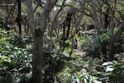 France, île de la Réunion, randonneurs en forêt de Bélouve